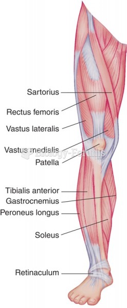 Muscles of the buttocks, leg, and foot.