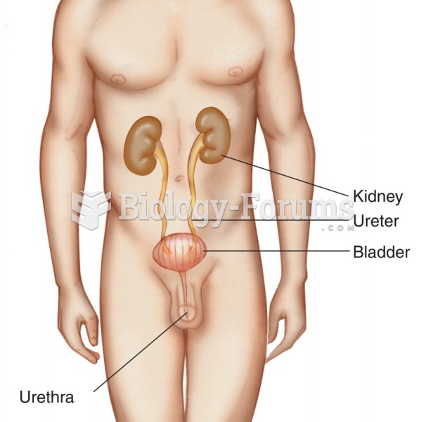 The urinary system: kidneys, ureters, bladder, and urethra.