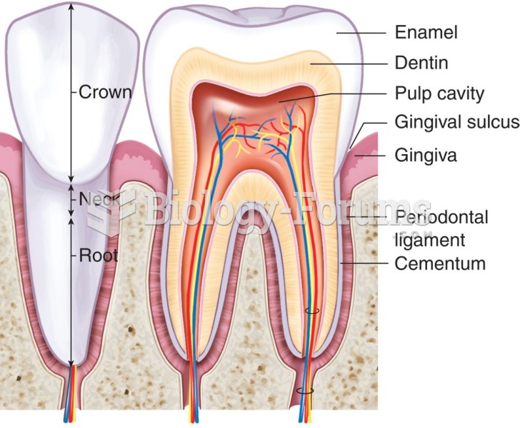 A diagrammatic section through a typical adult tooth.