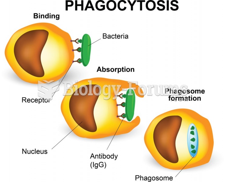 The process of phagocytosis: a phagocyte engulfing bacteria or other foreign material. 