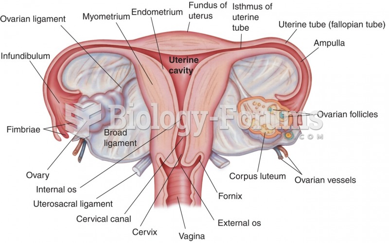 The uterus and associated structures.