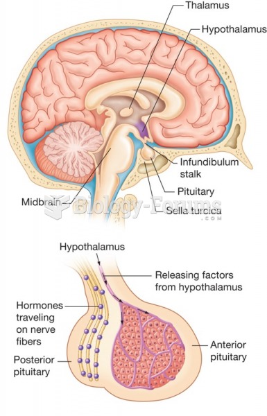 The hypothalamus and pituitary glands and their relation to the brain.