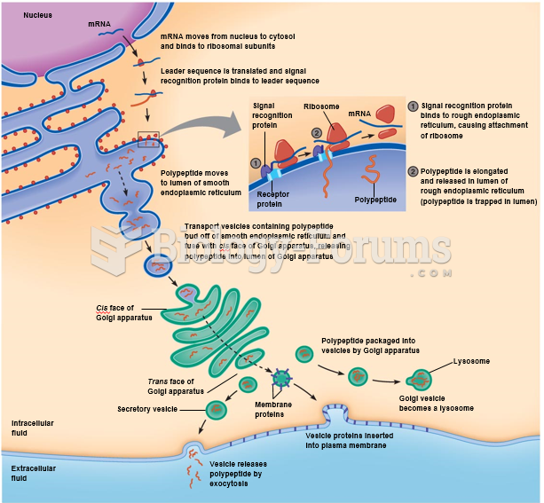 Synthesis of proteins on the endoplasmic reticulum.