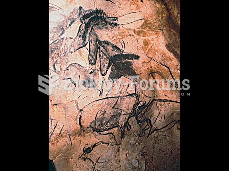 Wall painting with horses, Chauvet Cave, Vallon-Pont-d'Arc, Ardèche gorge, France. 