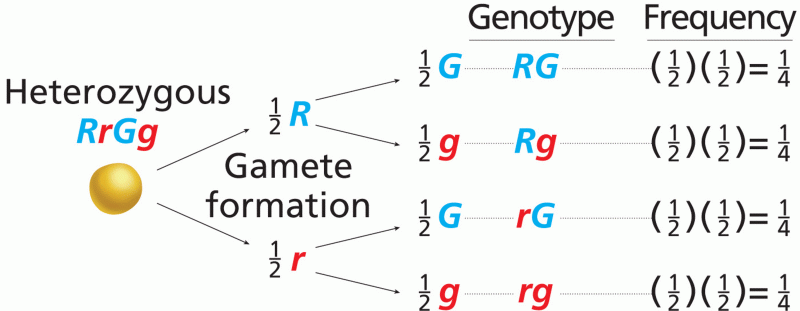 The forked-line method for determining gamete genotype frequency
