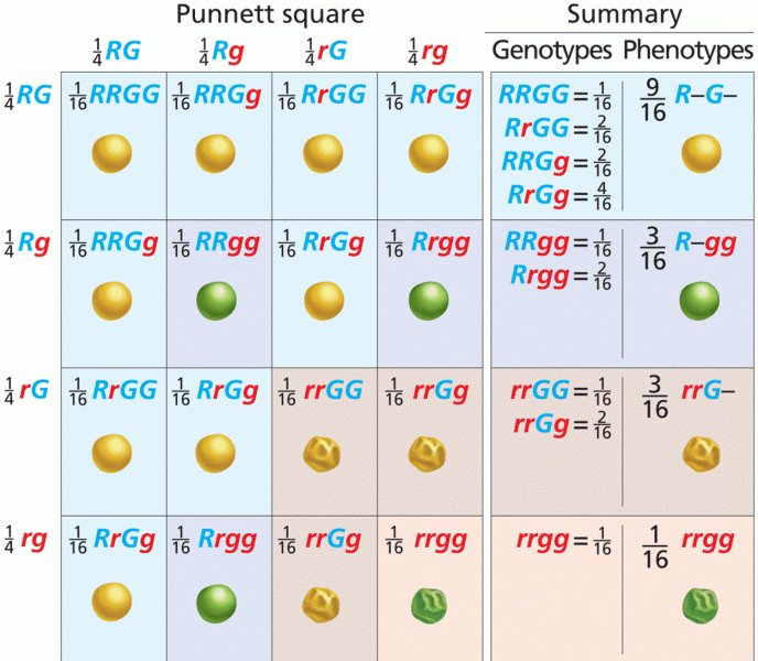 Independent assortment of alleles of two genes