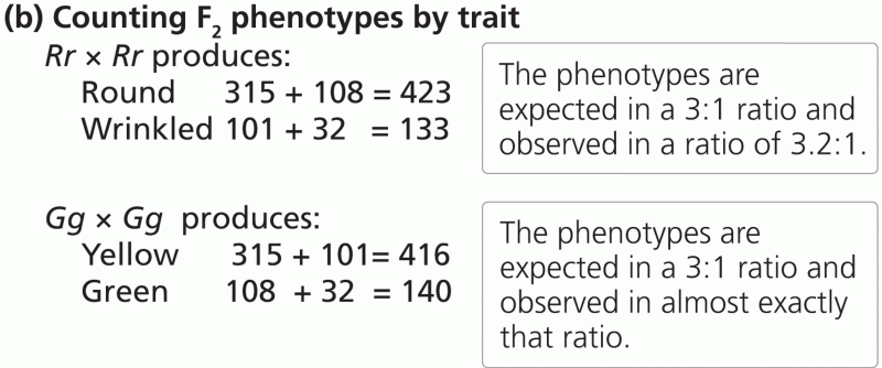 Phenotype proportions in the progeny of a dihybrid cross performed by Mendel