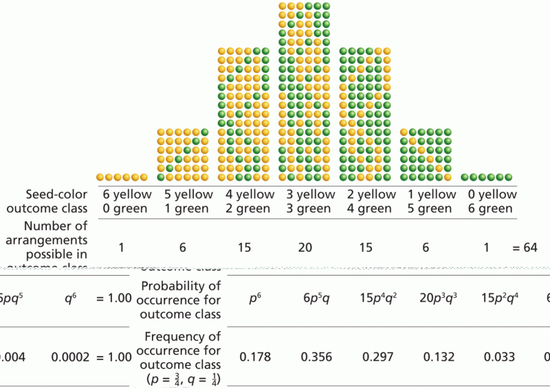 Binomial-probability calculation of seed-color phenotype in six-seeded pods