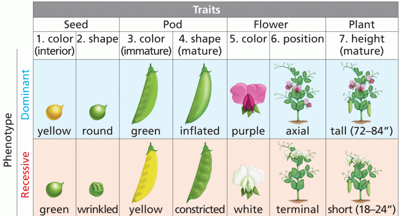 The seven dichotomous traits of Pisum sativum