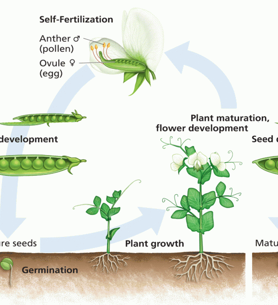 Life cycle of Pisum sativum