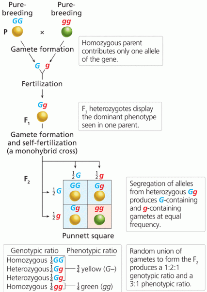 Segregation of alleles for seed color