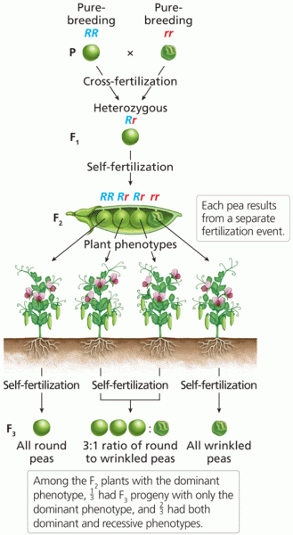 Determination of the genotype of F2 plants by the production of F3 progeny