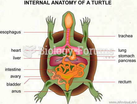 Internal anatomy of a turtle