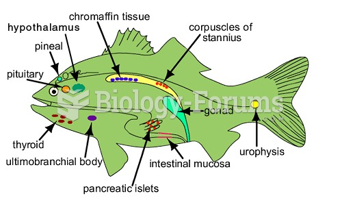 Endocrine System - Fish