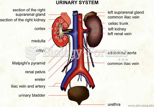 Urinary system