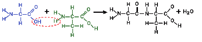 Glycine and alanine reaction