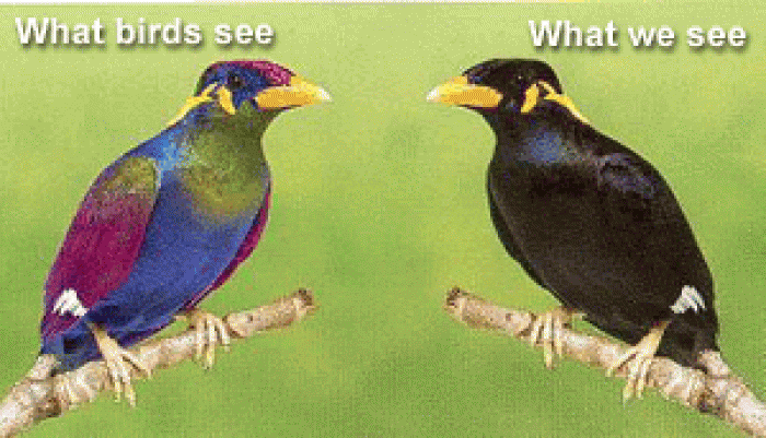 Bird vision