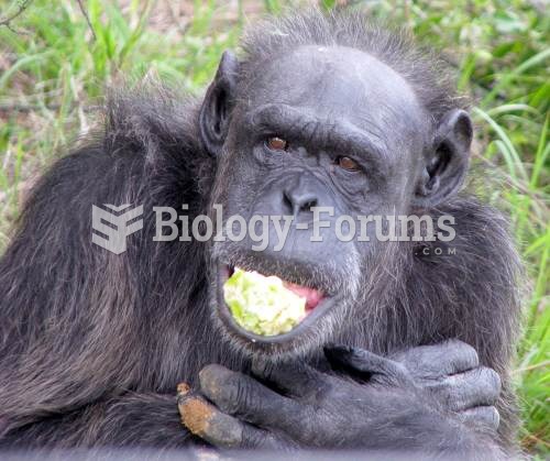 Balding Male Chimpanzee