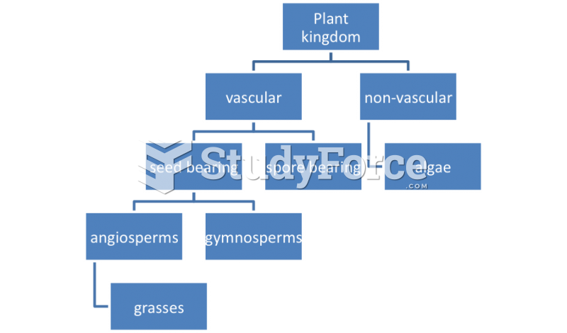 Example of Plant Classification