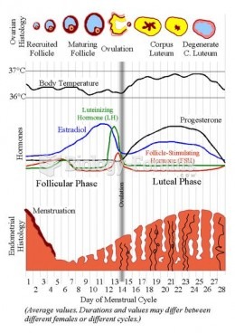 Menstrual cycle