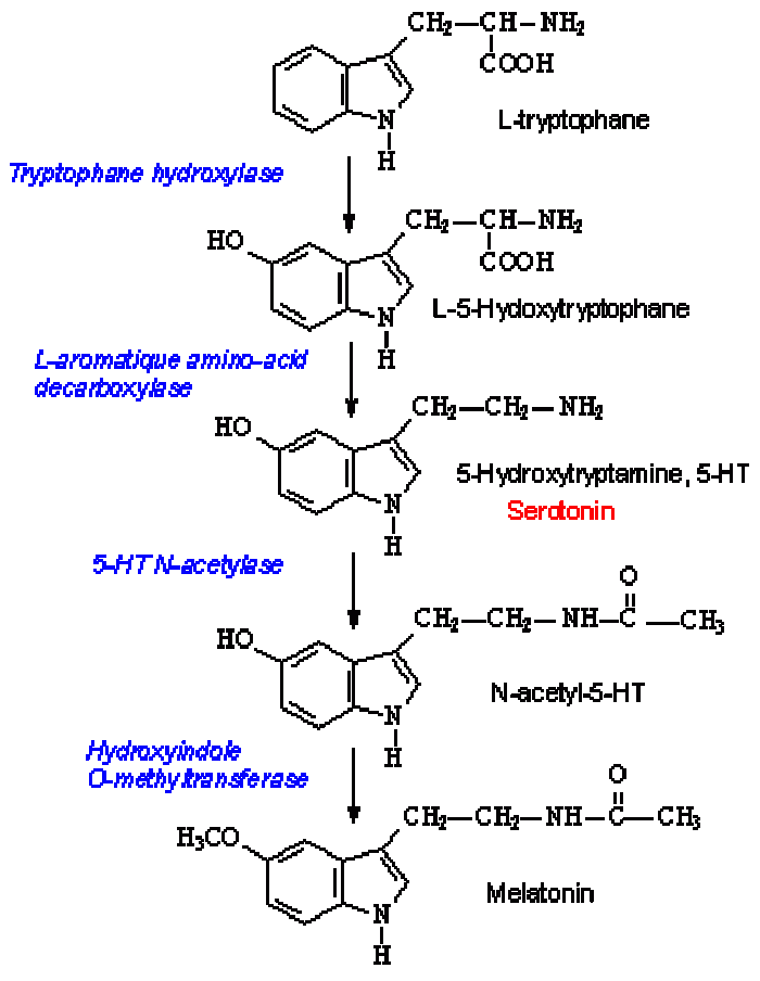 Serotonin Synthesis