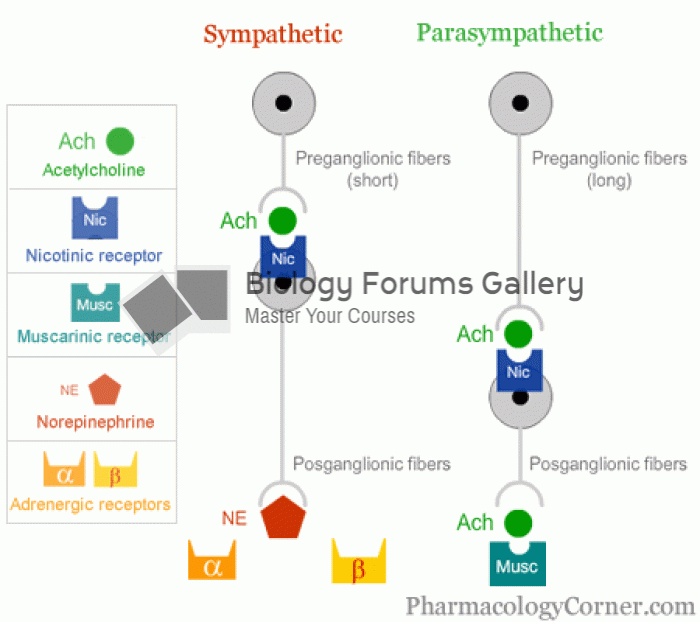 Acetylcholine receptors  and the autonomic nervous system