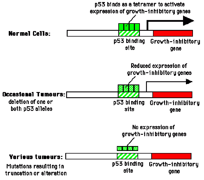 p53 mechanism