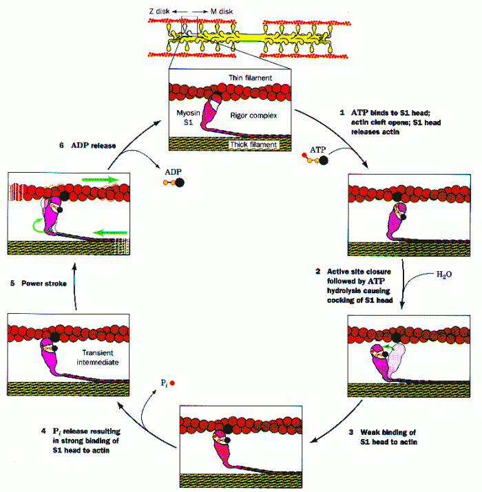 Muscle Contraction (Molecular Biology)