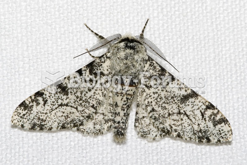 Biston betularia betularia morpha typica, the white-bodied peppered moth.