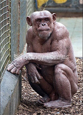 Chimpanzee without any hair (mutation)