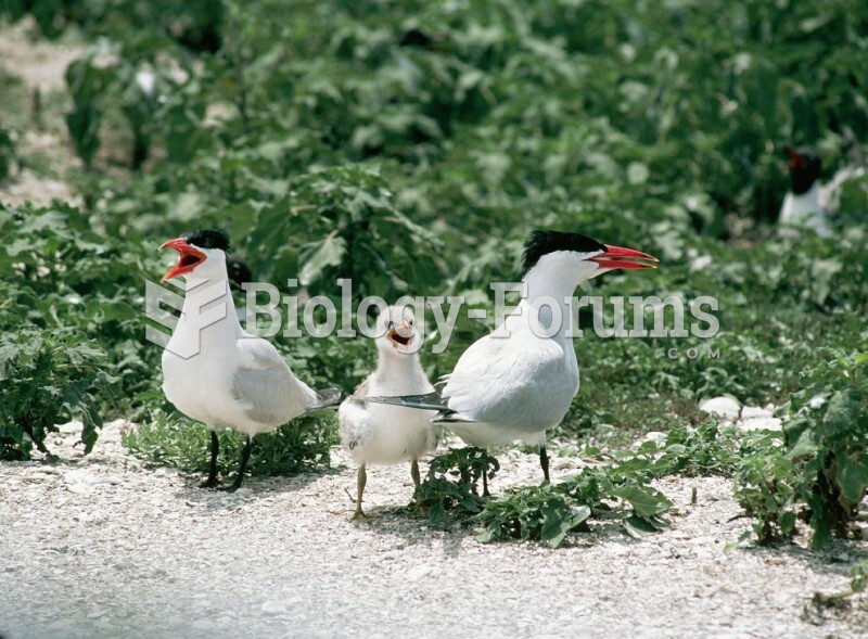 Cooperative Care: A pair of Caspian terns cooperate in caring for their chick.