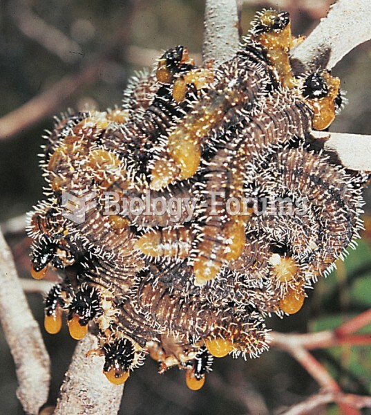 Group defenses: Cluster of sawfly caterpillars regurgitating fluid (yellow) that predators find unap