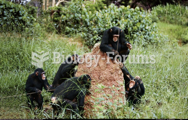 Chimpanzees Fishing for Termites