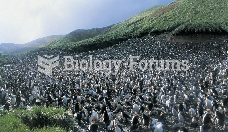 Penguin Breeding Colony