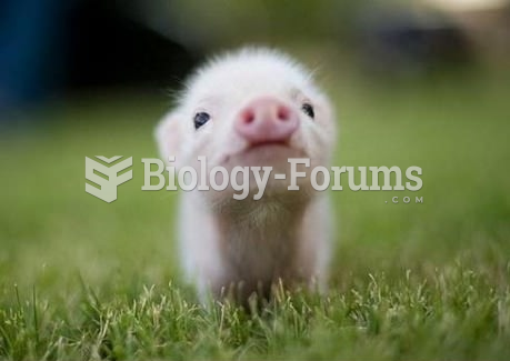 A very cute baby pig
