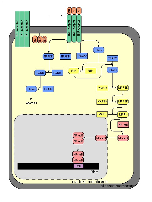 Signal transduction pathway initiated by trimeric TNF-alpha