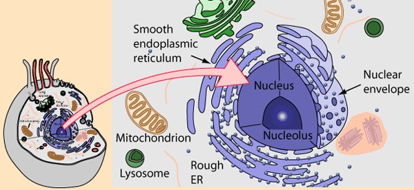 Cell Nucleus and Nuclear Envelope