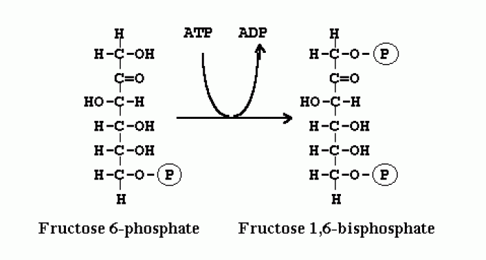 Phosphofructokinase
