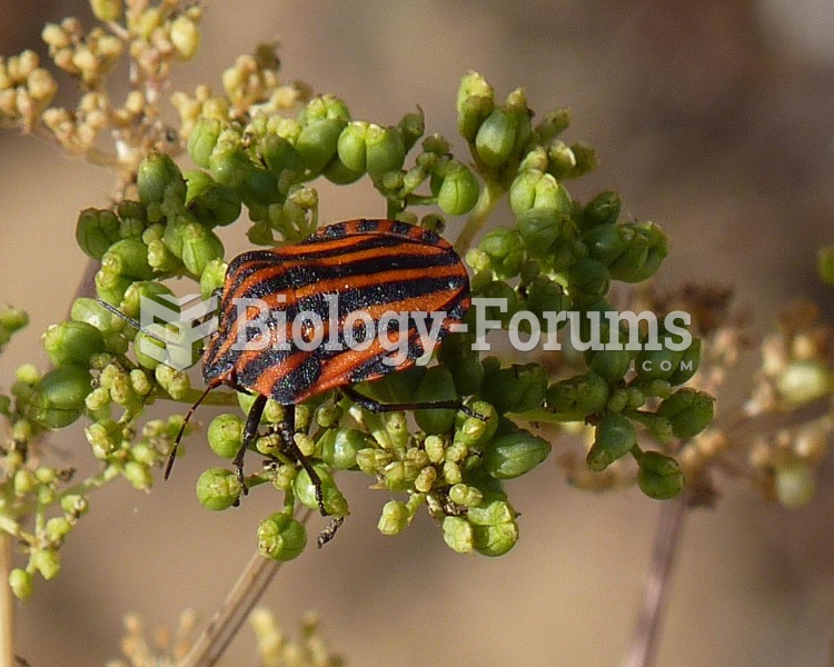 Shield Bug (Graphosoma Italicum)