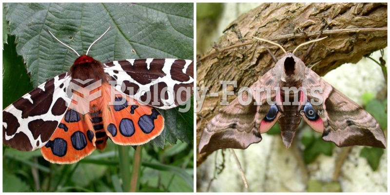 Types of Moths