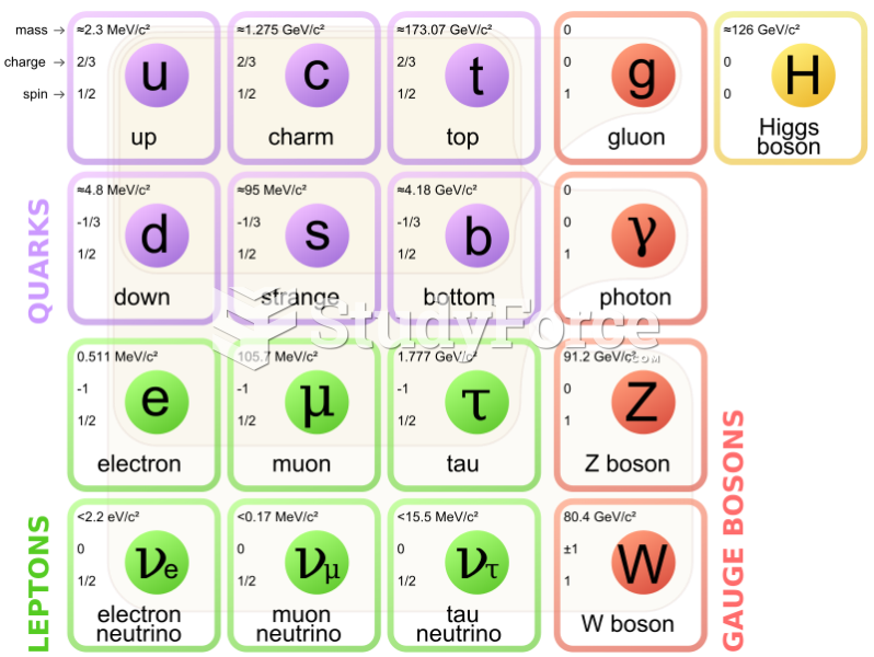 Elementary particles included in the Standard Model