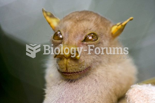 Tube-Nosed Bat