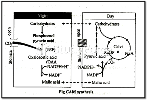 CAM Plant Sugar Synthesis