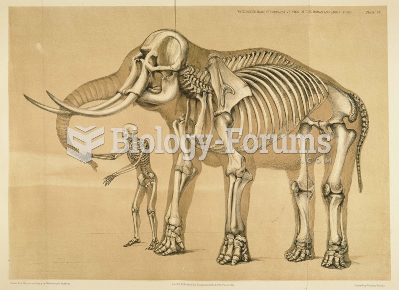 Skeletons of a human and an elephant