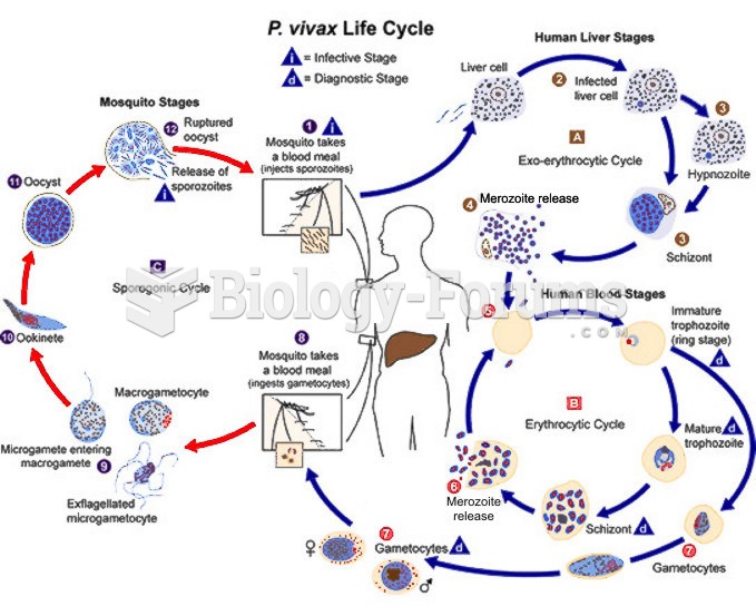 Life cycle of Plasmodium vivax