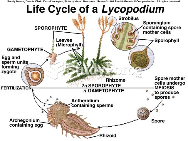 Lycophyte Life Cycle
