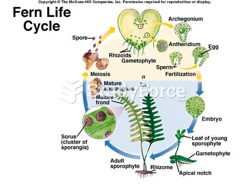 Fern life cycle