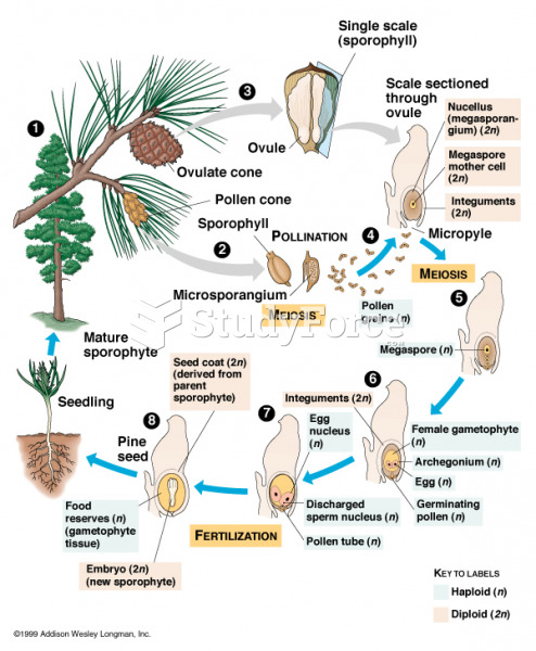 Gymnosperm life cycle