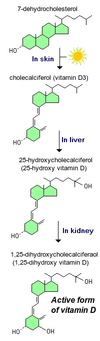 Sunlight Vitamin D