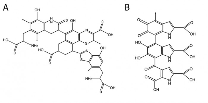 Molecular structure of phaeomelanin (A) and eumelanin (B)